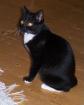 Katze Mimi sucht neues Zuhause